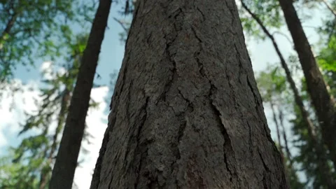 Green forest with lots of coniferous and deciduous trees. Stock Footage 160423564