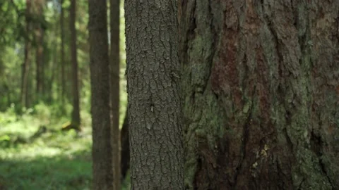 Green forest with lots of coniferous and deciduous trees. Stock Footage 160423568