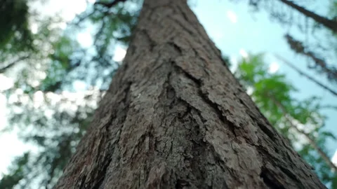 Green forest with lots of coniferous and deciduous trees. Stock Footage 160423587