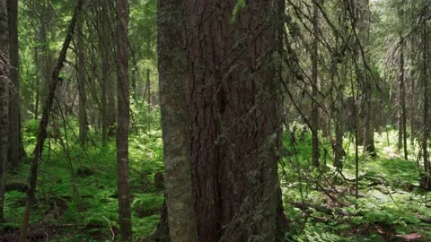 Green forest with lots of coniferous and deciduous trees. Stock Footage 160423593