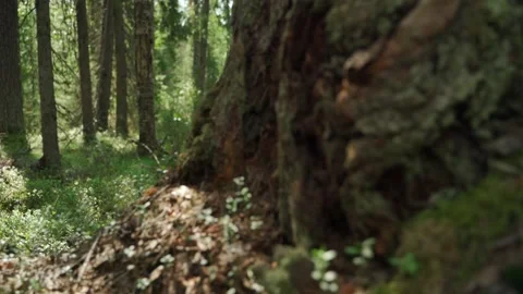 Green forest with lots of coniferous and deciduous trees. Stock Footage 160423601