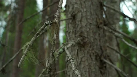 Green forest with lots of coniferous and deciduous trees. Stock Footage 160896113