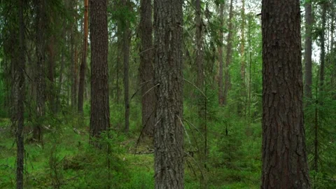 Green forest with lots of coniferous and deciduous trees. Stock Footage 160896117