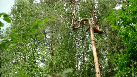 Green forest with lots of coniferous and deciduous trees. Stock Footage 160896119