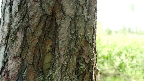 Green forest with lots of coniferous and deciduous trees. Stock Footage 160896121