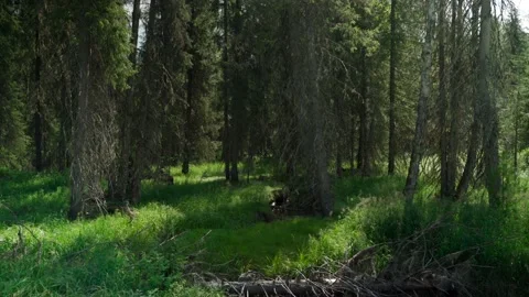Green forest with lots of coniferous and deciduous trees. Stock Footage 160896184