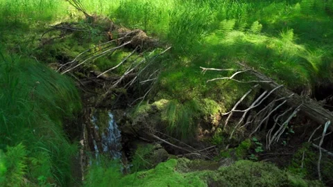 Green forest with lots of coniferous and deciduous trees. Stock Footage 160896185