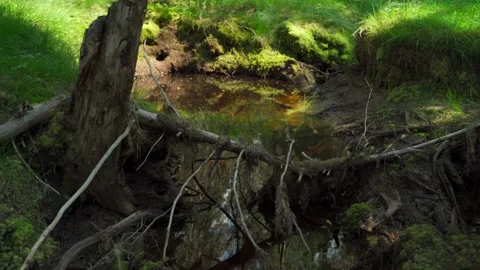 Green forest with lots of coniferous and deciduous trees. Stock Footage 160896205