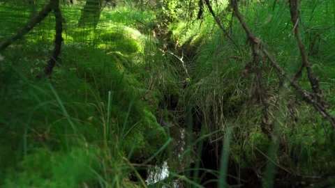 Green forest with lots of coniferous and deciduous trees. Stock Footage 160896305