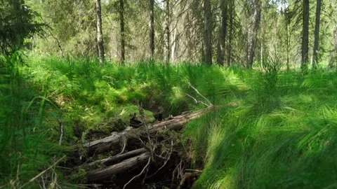 Green forest with lots of coniferous and deciduous trees. Stock Footage 160896334