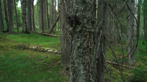 Green forest with lots of coniferous and deciduous trees. Stock Footage 160896337