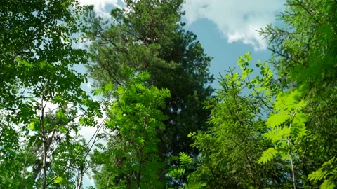 Green forest with lots of coniferous and deciduous trees. Stock Footage 160896412