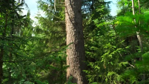 Green forest with lots of coniferous and deciduous trees. Stock Footage 160896459