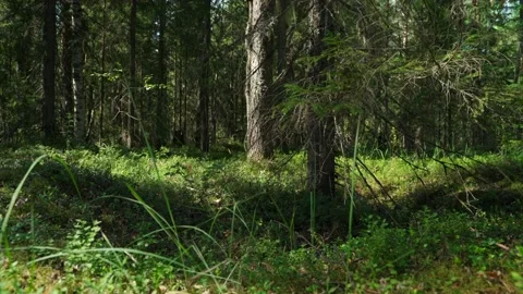Green forest with lots of coniferous and deciduous trees. Stock Footage 160896490