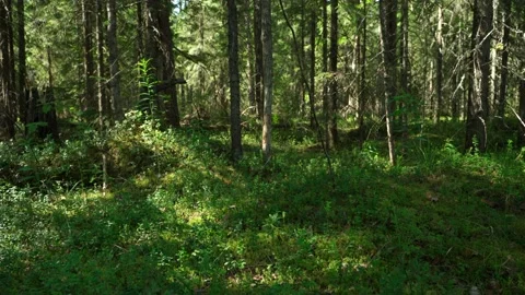 Green forest with lots of coniferous and deciduous trees. Stock Footage 160896512