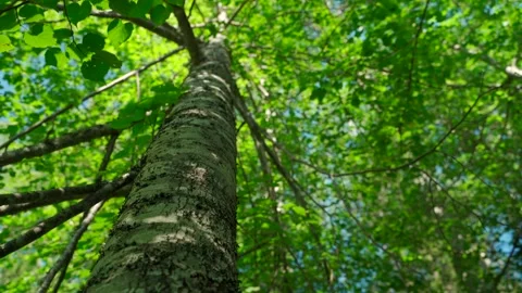 Green forest with lots of coniferous and deciduous trees. Stock Footage 160896547