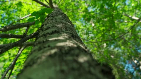Green forest with lots of coniferous and deciduous trees. Stock Footage 160896548