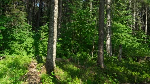 Green forest with lots of coniferous and deciduous trees. Stock Footage 160896639