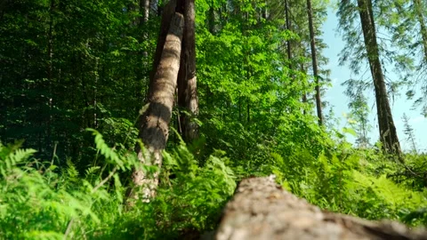 Green forest with lots of coniferous and deciduous trees. Stock Footage 160896757