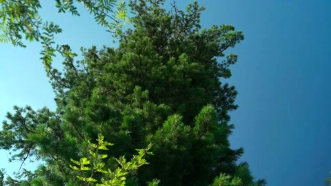 Green forest with lots of coniferous and deciduous trees. Stock Footage 160896832