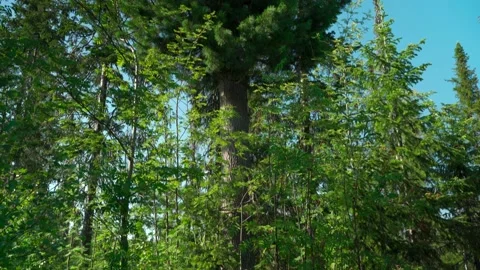 Green forest with lots of coniferous and deciduous trees. Stock Footage 160896835