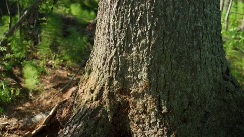 Green forest with lots of coniferous and deciduous trees. Stock Footage 160896875
