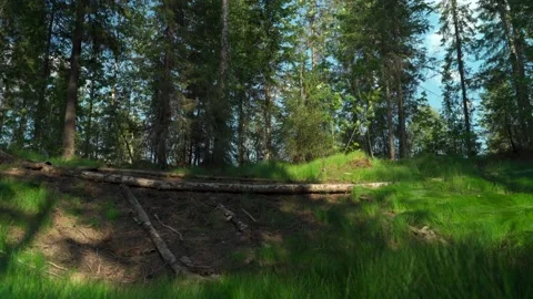 Green forest with lots of coniferous and deciduous trees. Stock Footage 160896933