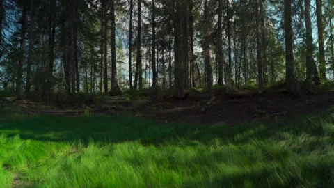 Green forest with lots of coniferous and deciduous trees. Stock Footage 160896942