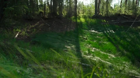 Green forest with lots of coniferous and deciduous trees. Stock Footage 160897052