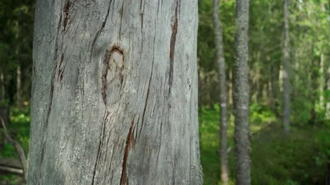 Green forest with lots of coniferous and deciduous trees. Stock Footage 160897056