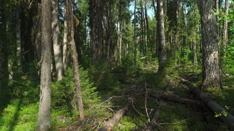 Green forest with lots of coniferous and deciduous trees. Stock Footage 160897139