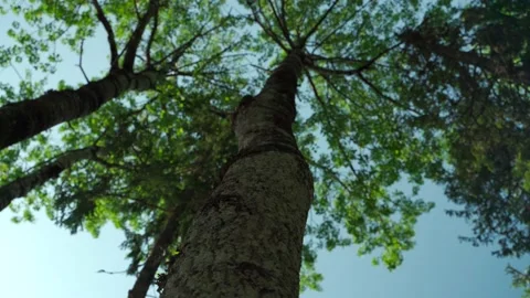 Green forest with lots of coniferous and deciduous trees. Stock Footage 160897166