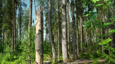 Green forest with lots of coniferous and deciduous trees. Stock Footage 160897178