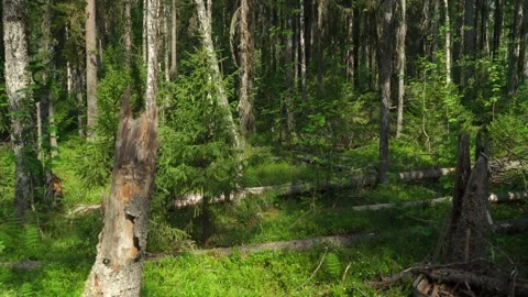 Green forest with lots of coniferous and deciduous trees. Stock Footage 160897260