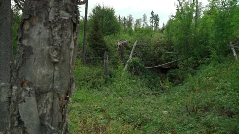 Green forest with lots of coniferous and deciduous trees. Stock Footage 160897386