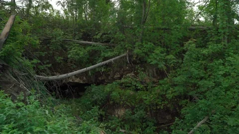 Green forest with lots of coniferous and deciduous trees. Stock Footage 160897409