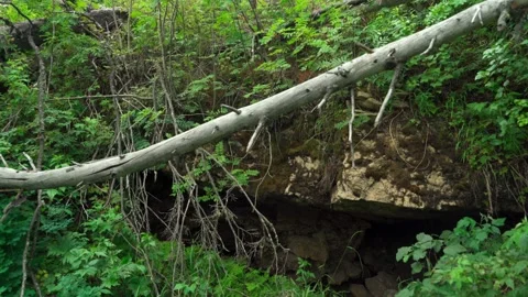 Green forest with lots of coniferous and deciduous trees. Stock Footage 160897451