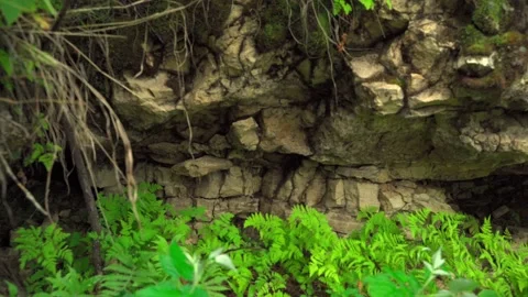 Green forest with lots of coniferous and deciduous trees. Stock Footage 160897464