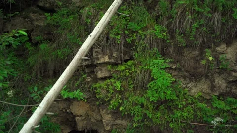 Green forest with lots of coniferous and deciduous trees. Stock Footage 160897593