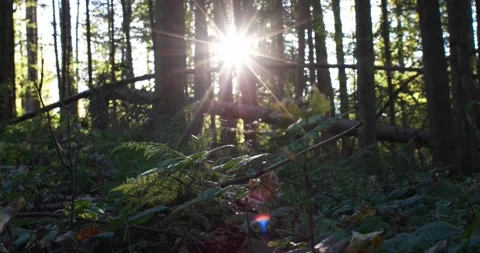 Green forest low angle slider shot. Late evening, sun rays, real time Stock Footage 163822429