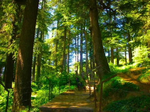 A green forest in manali Stock Photos