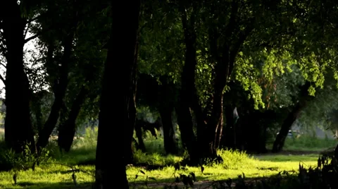 Green forest in May. Video stock 34751495