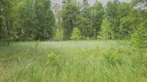 Green Forest Meadow Clearing Video stock 330048838