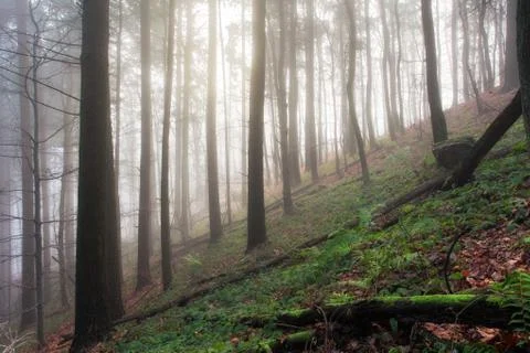 Green Forest in mist Stock Photos