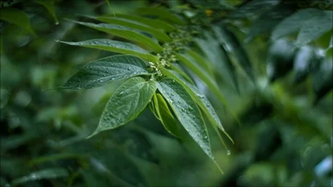 Green Forest Monsoon Leaf Video stock 76110754