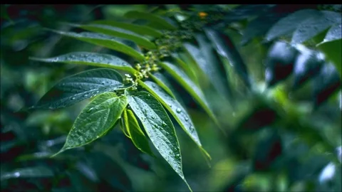 Green Forest Monsoon Leaf Video stock 76110901