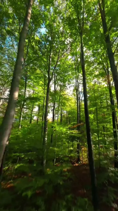 Green forest in the morning Stock Footage 273074083