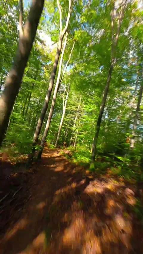 Green forest in the morning Stock Footage 273074673