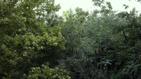 Green forest in the morning Stock Footage 281485569