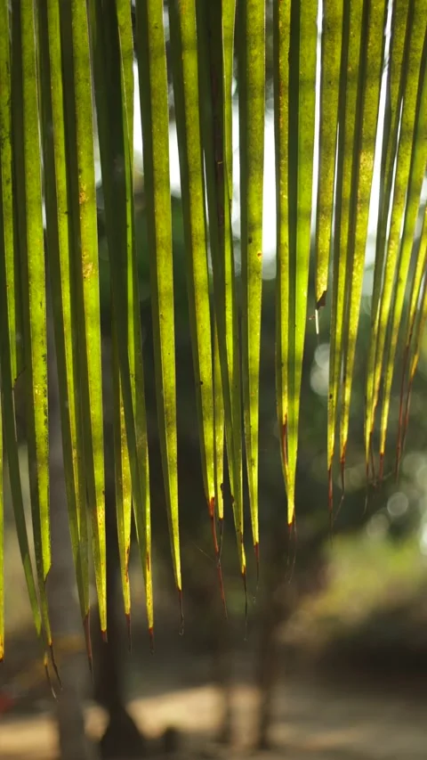 Green forest in the morning Stock Footage 308995776